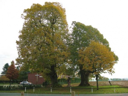 Bild 1 von 2 Linden am Pfingststuhlweg